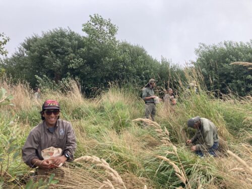 collecting native seeds 2022