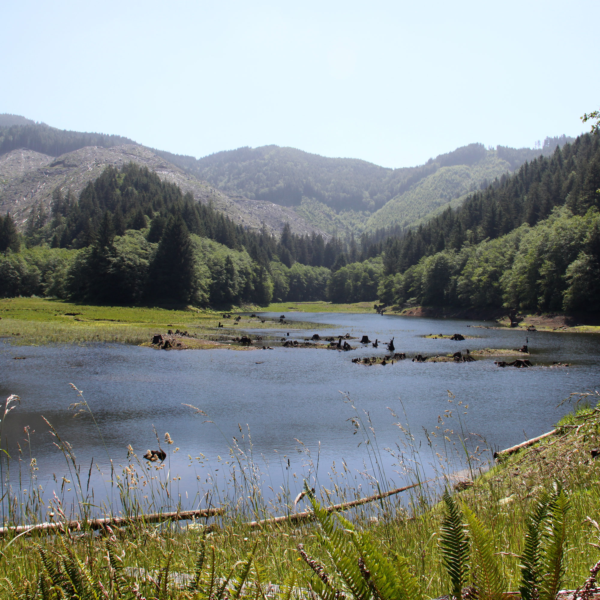 forest wetland river daytime