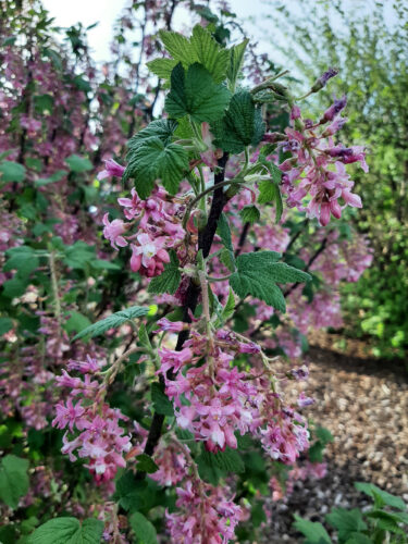 Red Flowering Currant