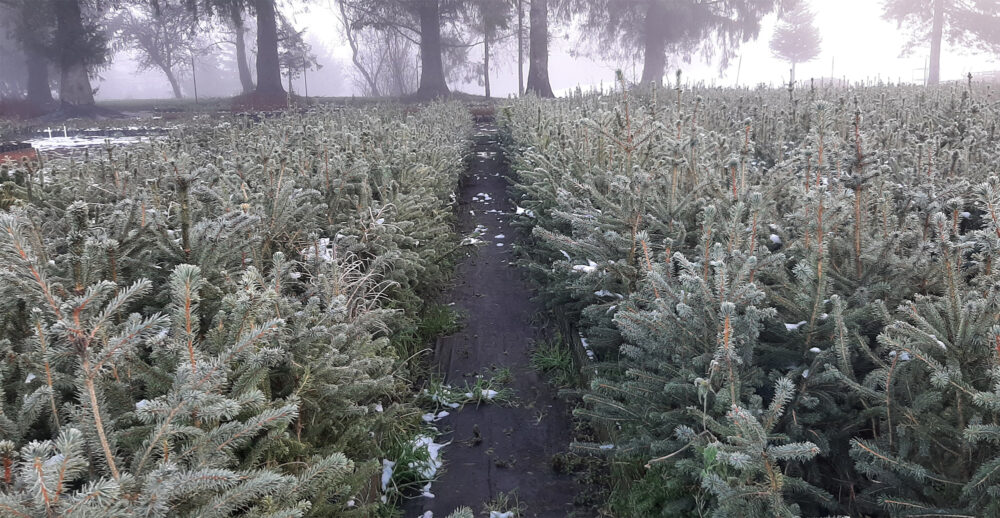 Sitka Spruce Nursery