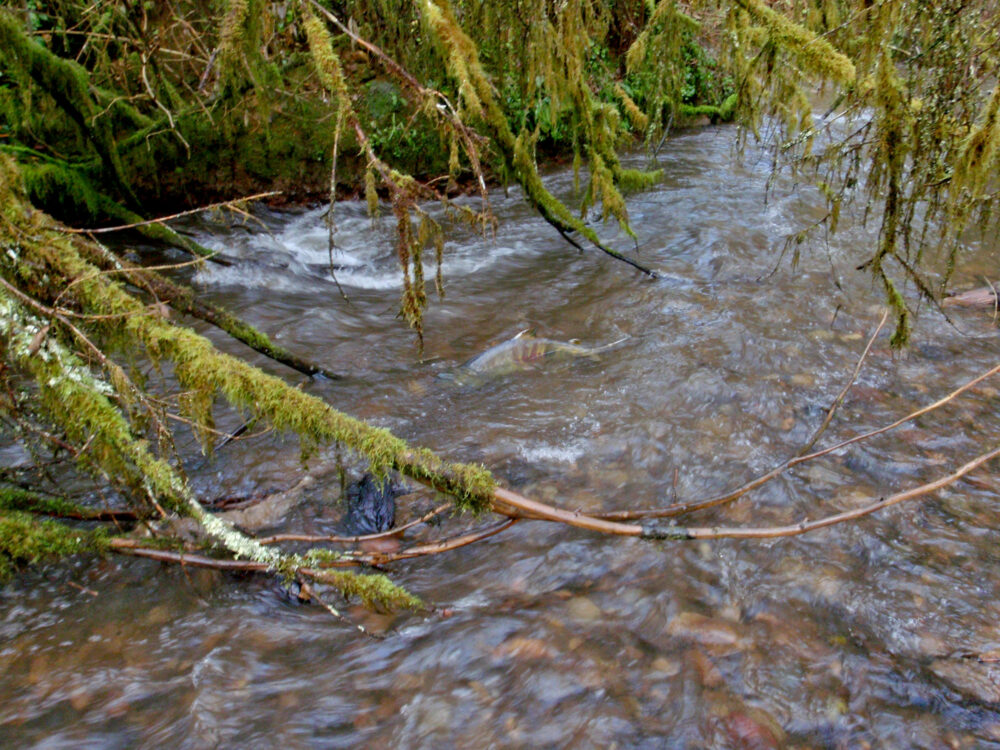 Coal Creek Dam Removal and Instream Restoration Spawning Salmon