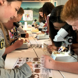 GCHI kids microscope crab