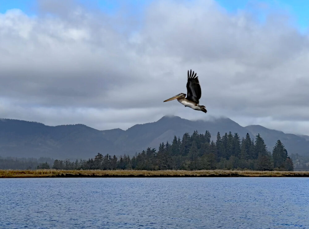 Pelican Visitation