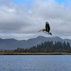 Pelican Visitation