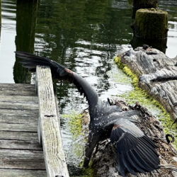 Week 1 Winner: "The Resident Blue Heron Finds Breakfest