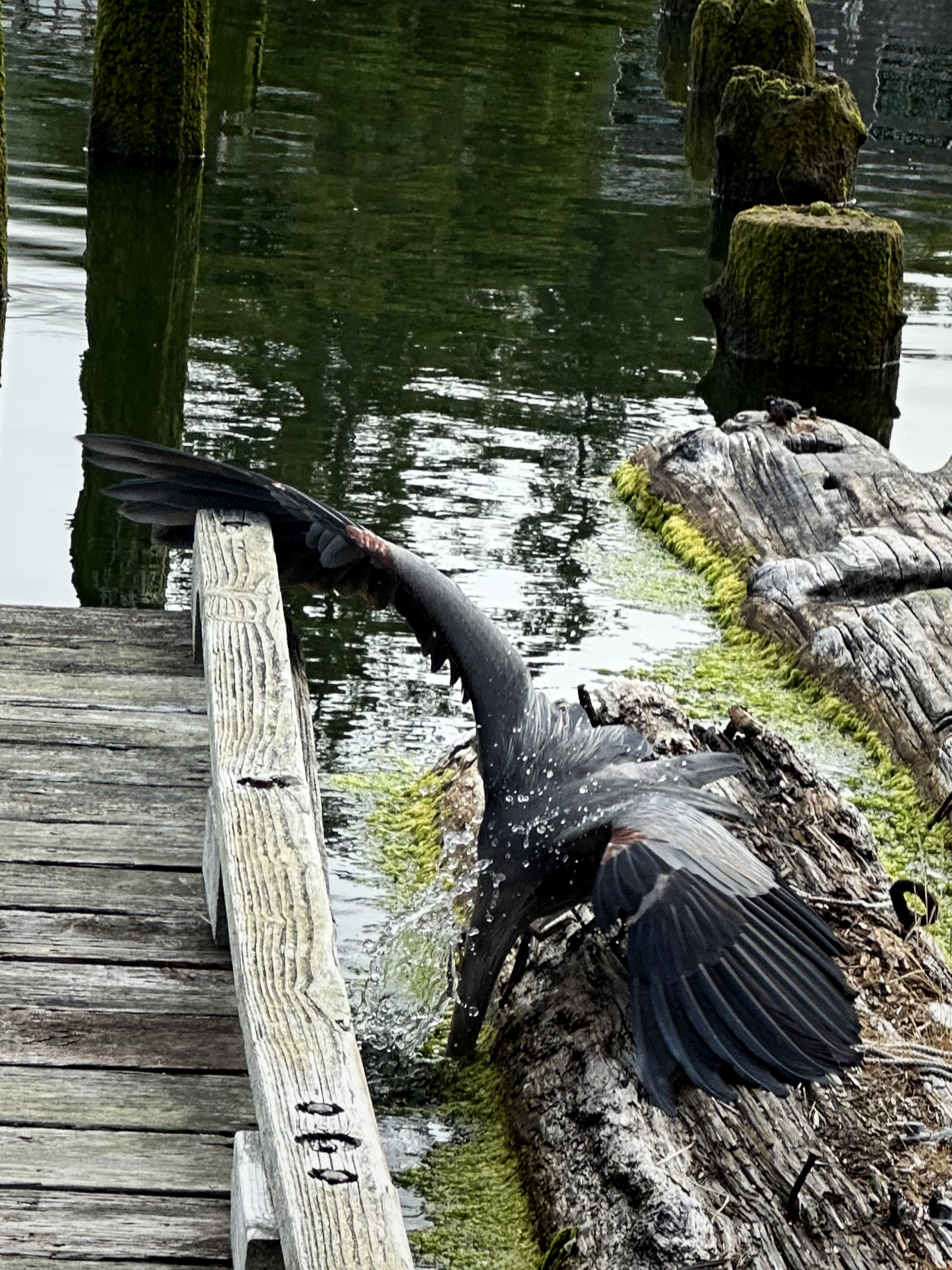 Week 1 Winner: "The Resident Blue Heron Finds Breakfest