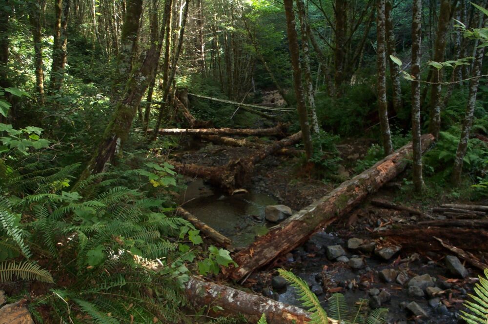 Looking down stream at large logs placed over a small stream the sides of the stream have lush foliage and the gravel is high in the middle of the stream. Now multiple logs can be seen placed across the stream