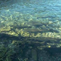 Stock Spawning Salmon Photo by Michelle from ODFW