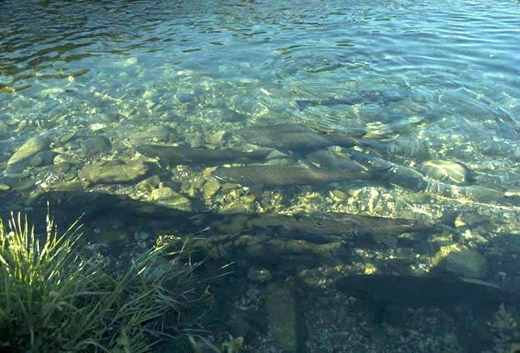 Stock Spawning Salmon Photo by Michelle from ODFW