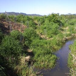 creed surrounded by reed canary grass and some native plants.