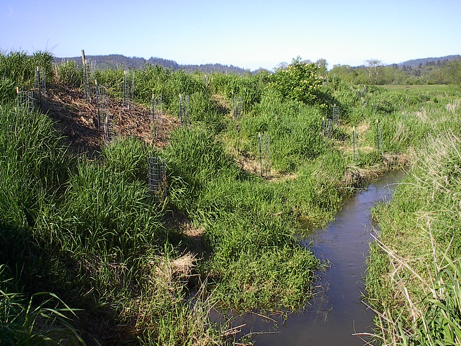 creed surrounded by reed canary grass and some native plants.