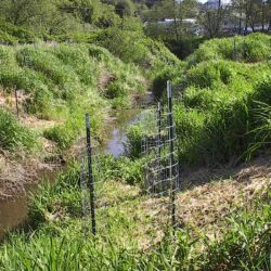 Shrub planted in riparian area.