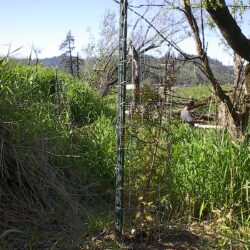 cedar tree next to reed canary grass. It is protected by wire fencing and a stake.