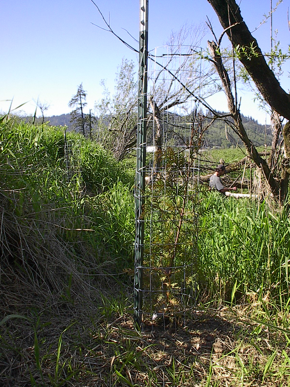 cedar tree next to reed canary grass. It is protected by wire fencing and a stake.