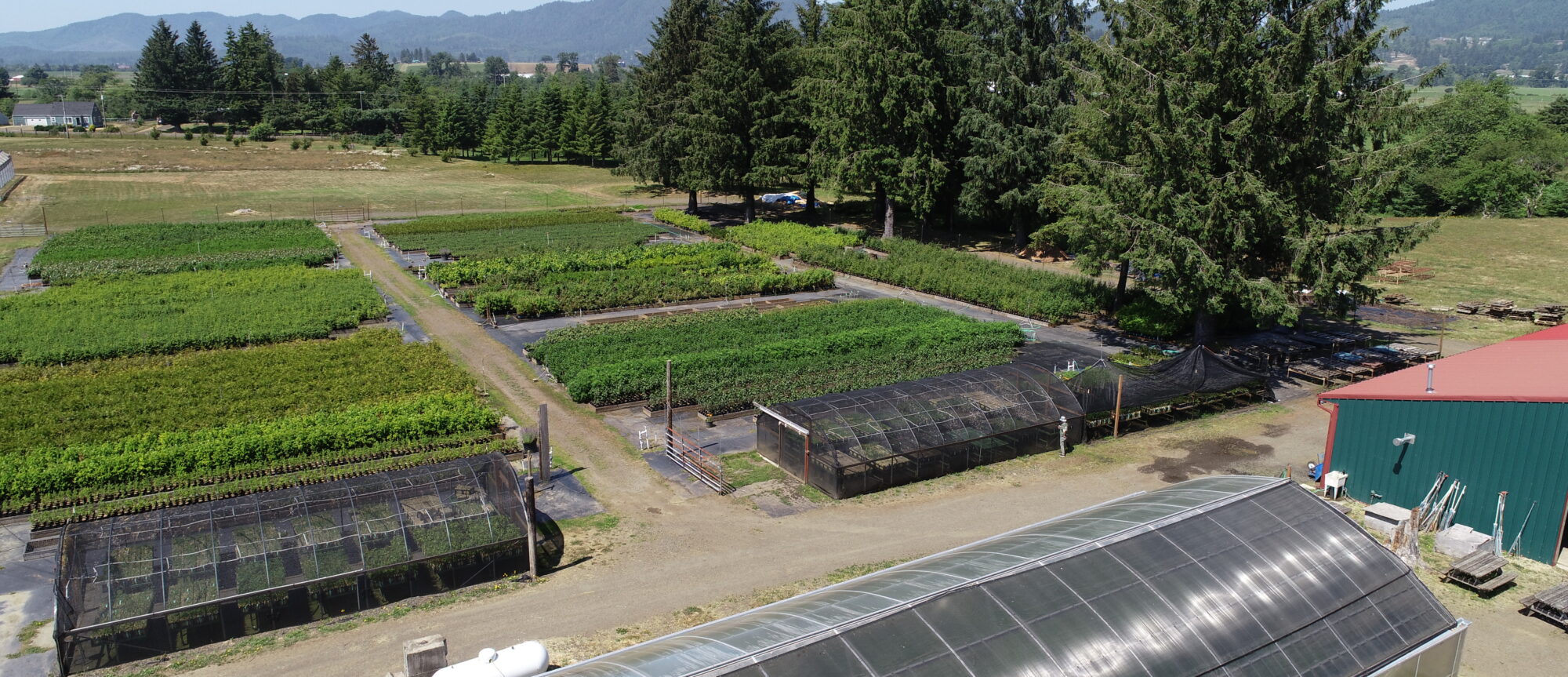 Aerial view of the native plant nursery including the green barn with a red roof, shad house, and rows of green plants.