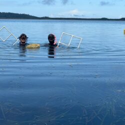 Seagrass Survey