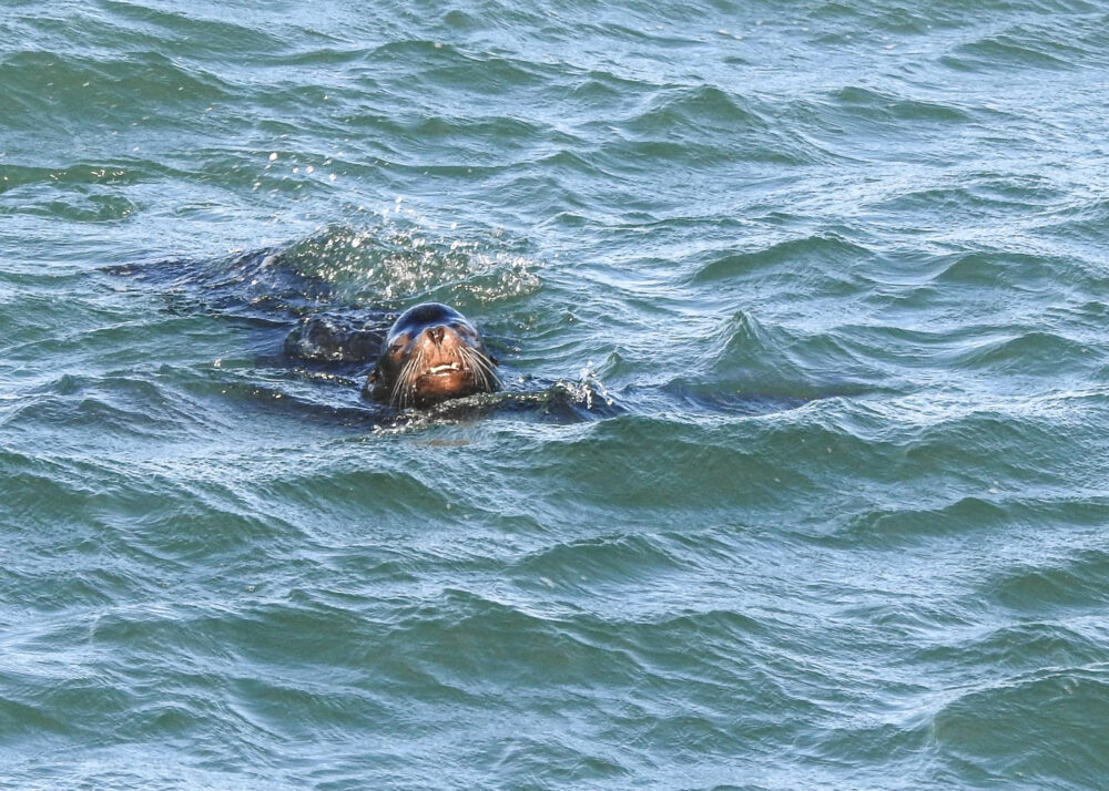 Honorable mention Sea Lion Grinning CL Downing