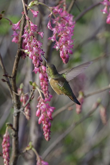 Winner Native Plants Red Currant Visitor CREDIT Tim Moore