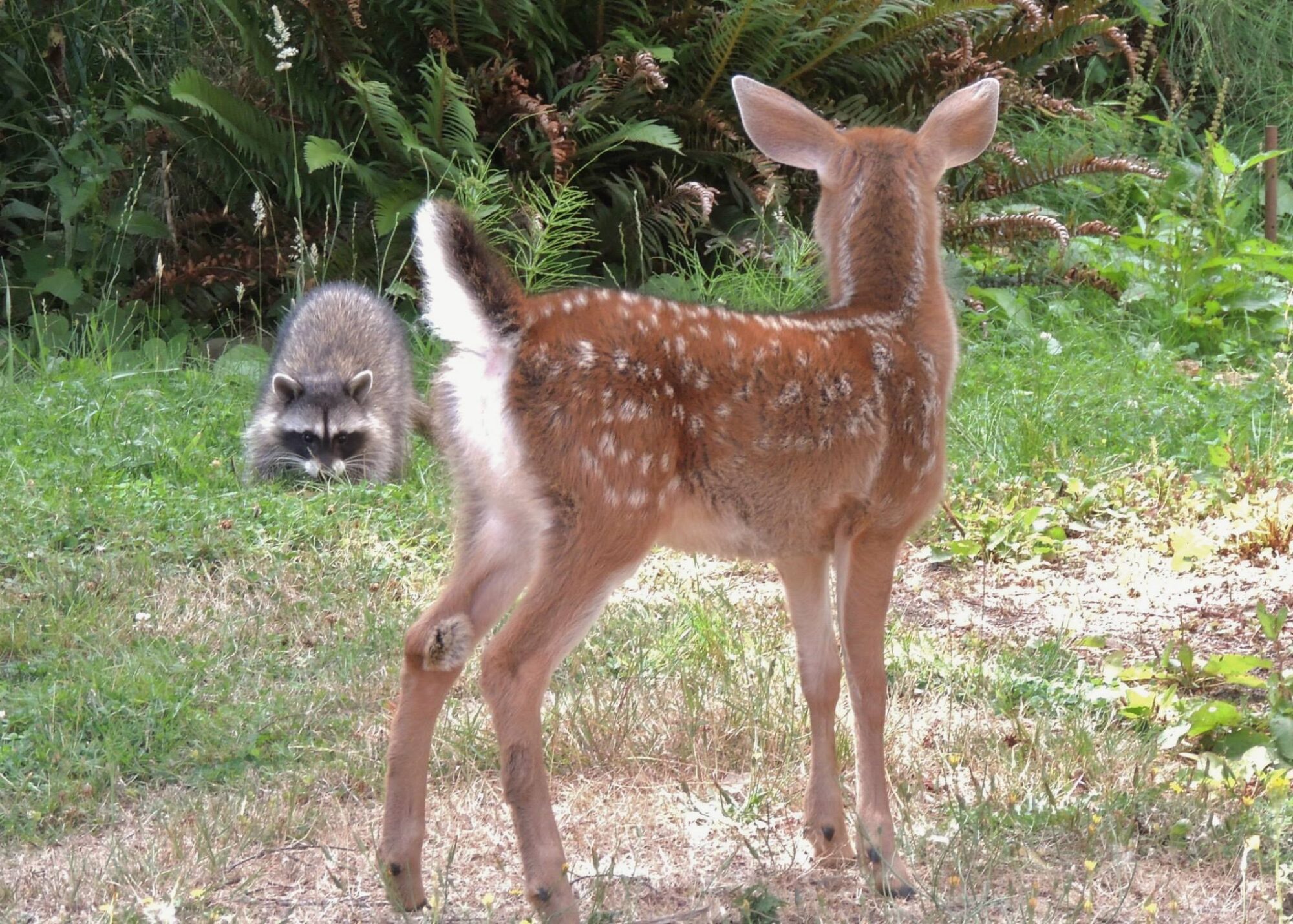 honorable mention Raccoon kit meets fawn for first time CRDIT CL Downing