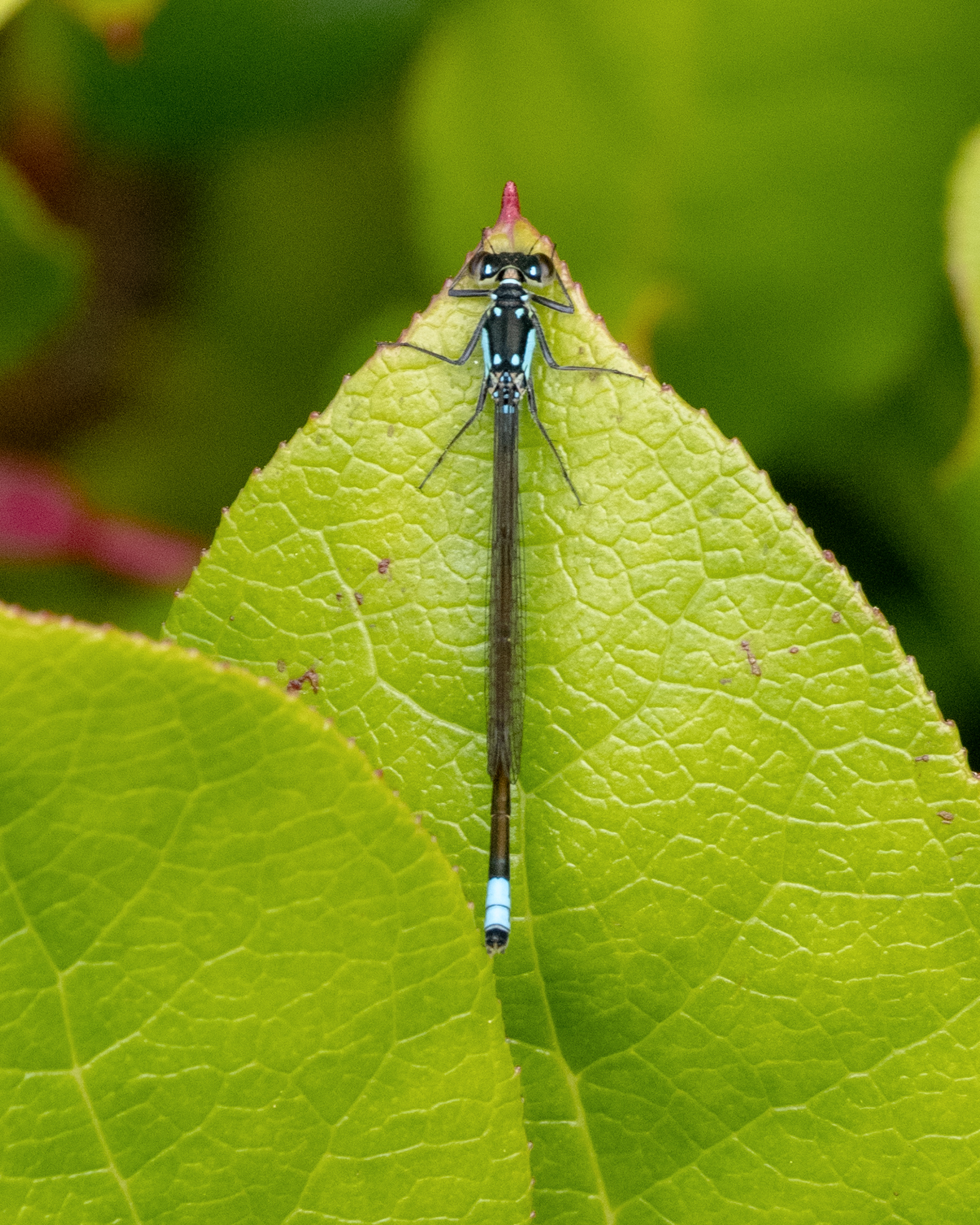 winner creatures Pacific Forktail on Salal Leaf Detail IMGP7141 CRDIT Garrick Schermer