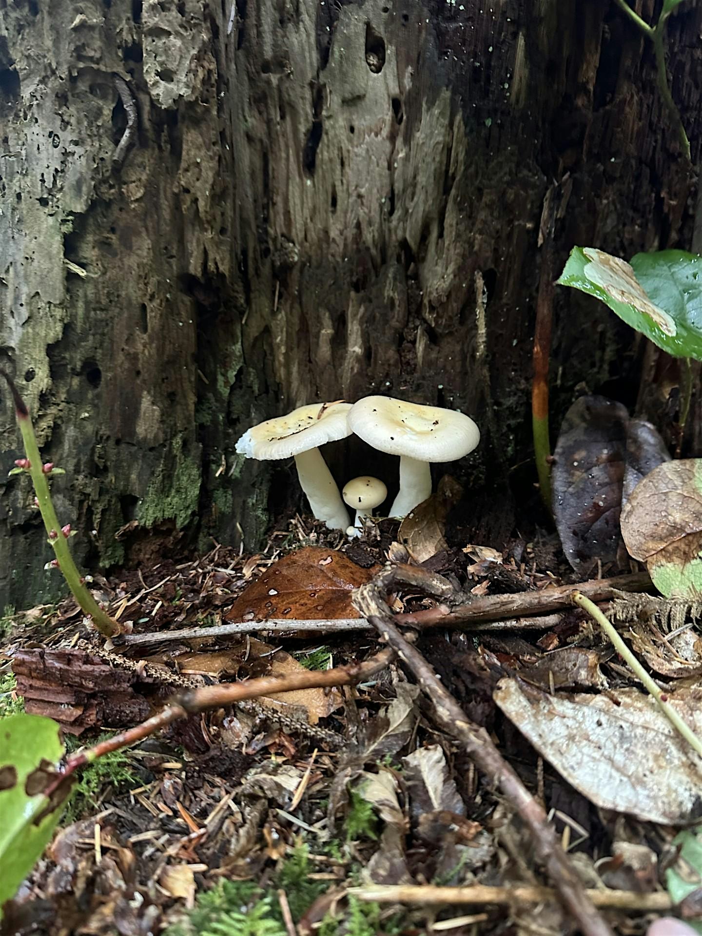 10d8aa26c4a449bebbb16a1a6fcbaea1