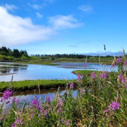 Tillamook Sand Lake Sitka Sedge