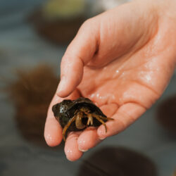 student hand holding a hermit crab
