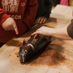 student pointing at salmon carcass used for anatomy lesson