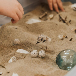 hands in touch tank filled with sand dollars and clams