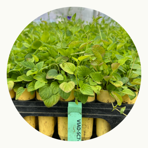 test plantt circle