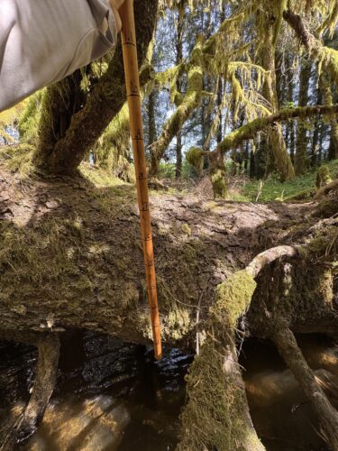 Orange Pol with feet marking on it in front of a log in a stream