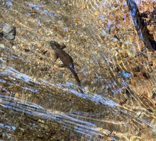 Newt under clear water