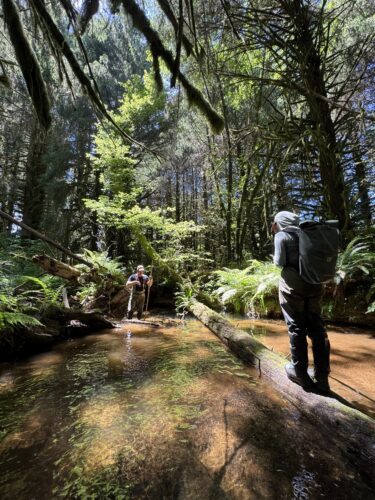 pool of water created by a fallen log in a forest